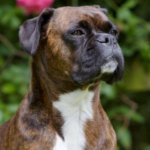 Learn About The Boxer Dog Breed From A Trusted Veterinarian