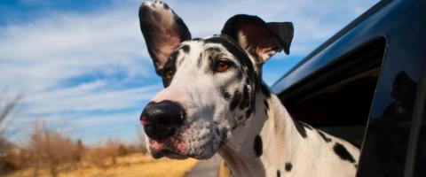 Harlequin Great Dane with head out of car window.