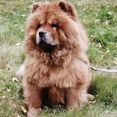 Large chow chow dog sale