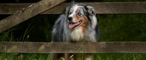 Australian Shepherd Dog Breed Information