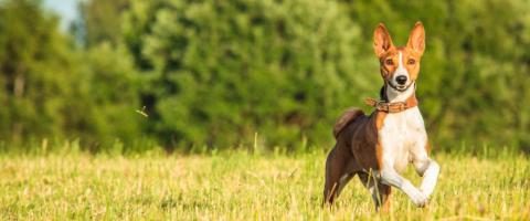 Basenji running in field.