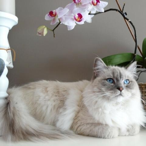 Learn About The Ragdoll Cat Breed From A Trusted Veterinarian