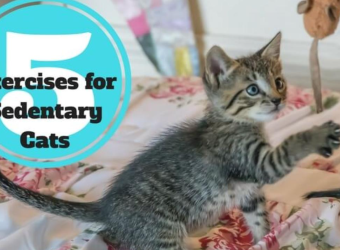 5 Exercises for Sedentary Cats