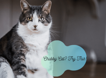 9 Ways to Keep Your Cat From Gaining Quarantine Weight