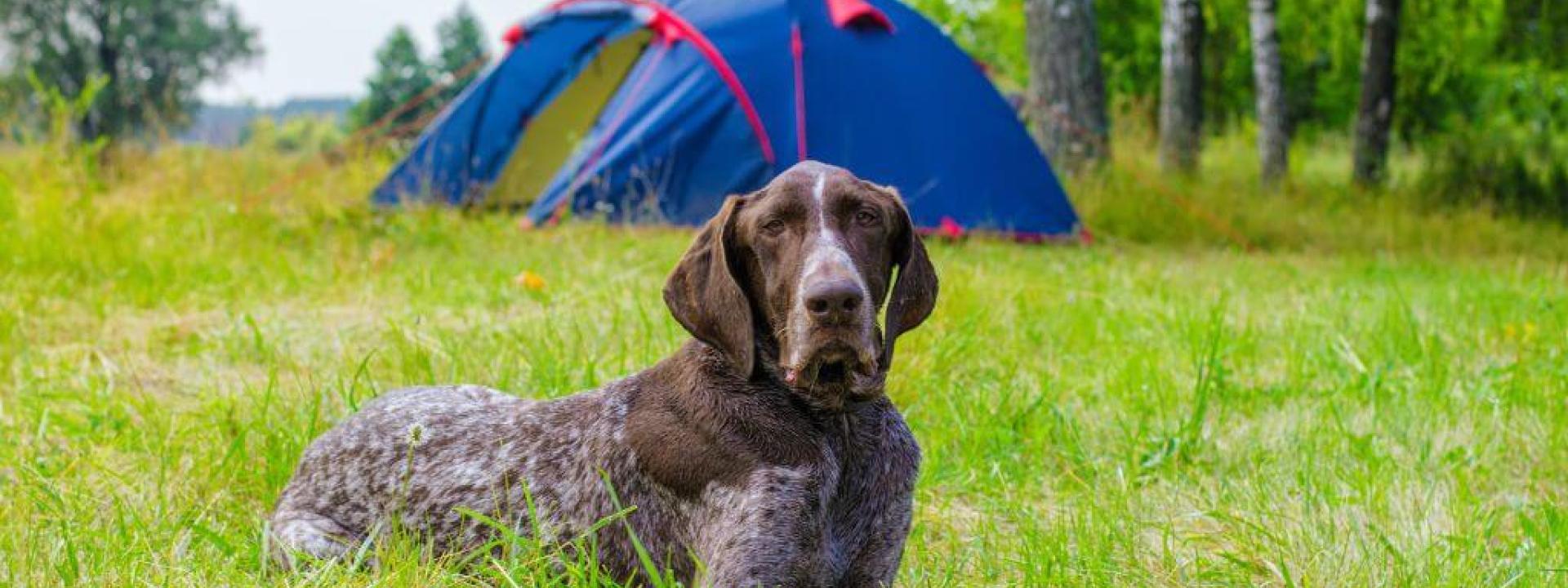German Shorthair pointer camping in the summer with family.