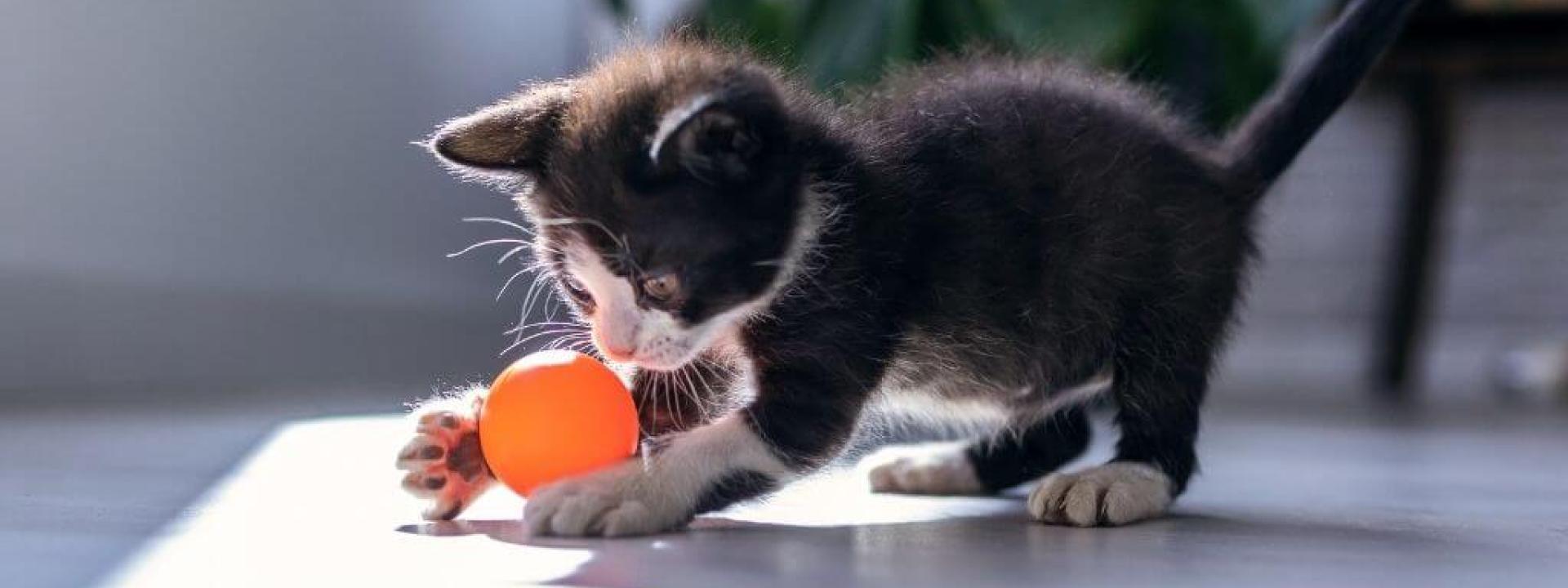 Kitten store going crazy