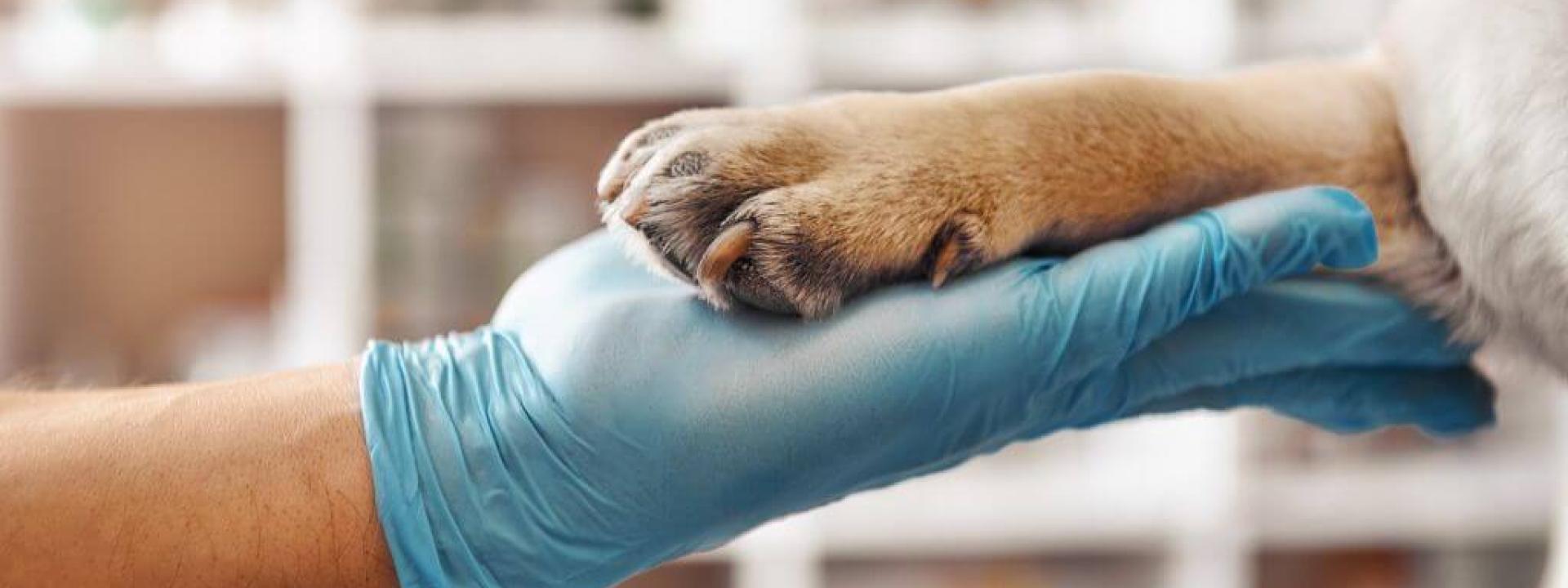 A veterinarian's gloved hand holding a dog's paw