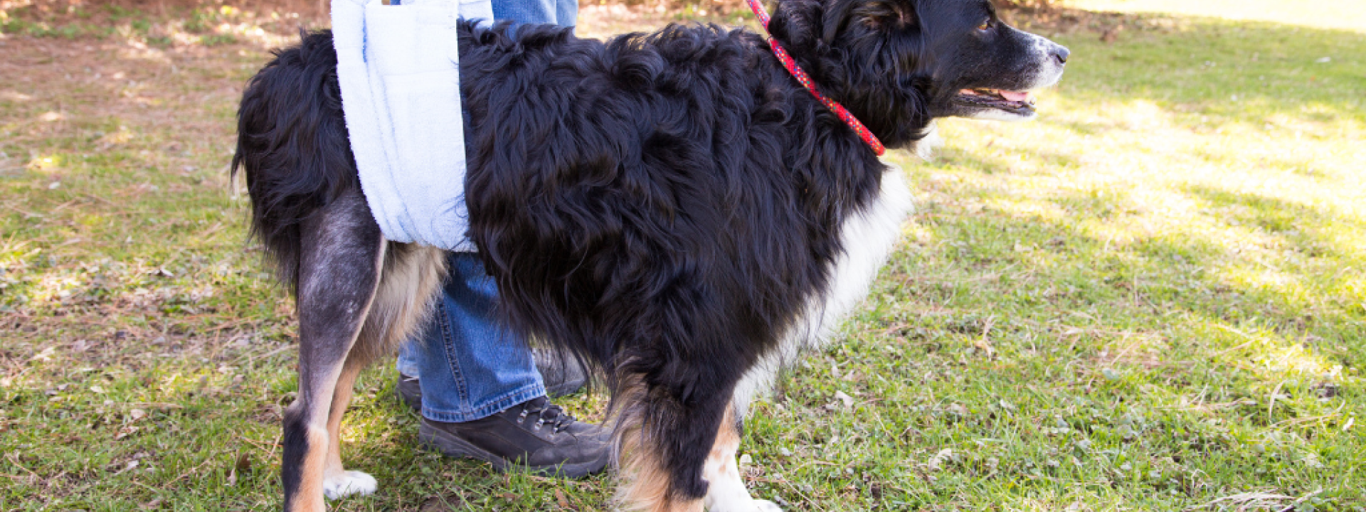 Bernese Mnt Dog with TTA recovery. Bernese Mnt Dog with TTA recovery.